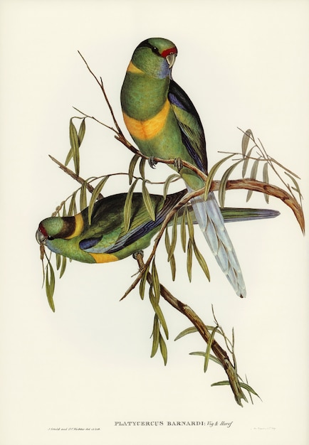 Попугай (Platycercus Barnardii), иллюстрированный Элизабет Гулд