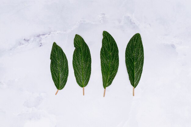 Parallel leaves on marble background