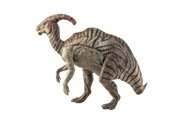 Parasaurolophus dinosaur on white background .
