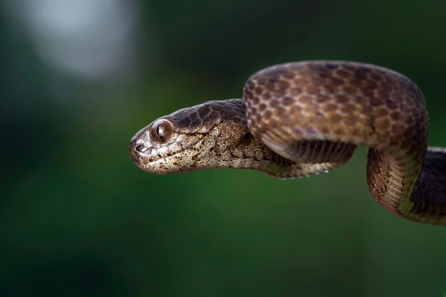 Змея Pareas carinatus, камуфляж на дереве, килевидный слизень, крупный план.