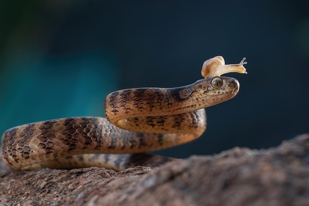 Pareas carinatus with snail on head