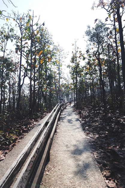 Foto gratuita parco giorno soleggiato alberi percorso forestale