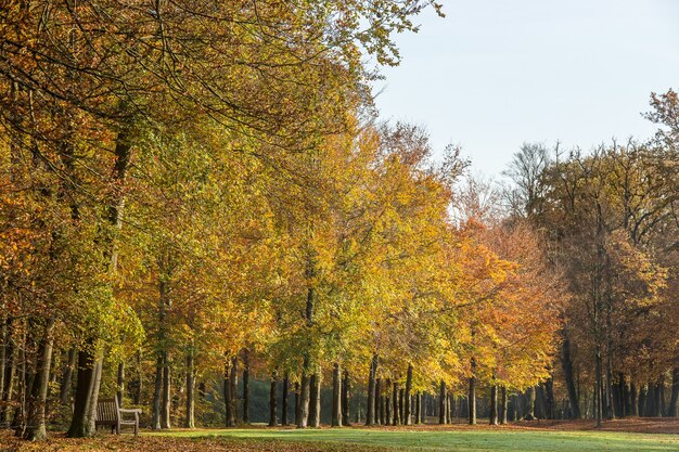 park filled with trees and a bright sky