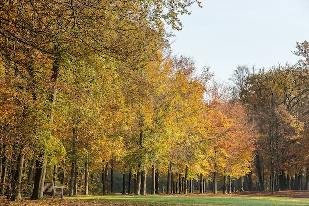 park filled with trees and a bright sky