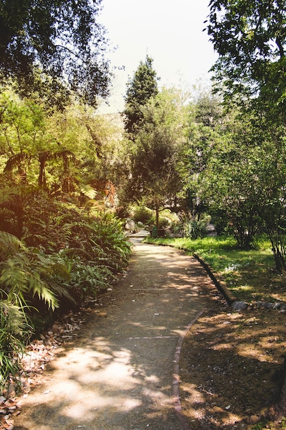 Park path with trees