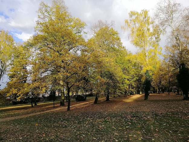 Парк в окружении деревьев, покрытых разноцветными листьями, осенью в Польше
