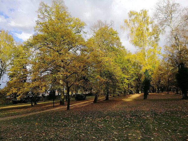 폴란드에서 가을 동안 화려한 단풍으로 덮인 나무로 둘러싸인 공원