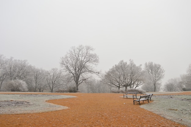 Parco con alberi spogli e terreno arancione in una giornata nebbiosa