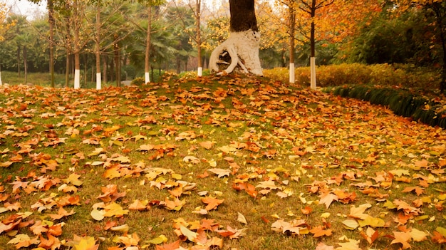 바닥에 마른 나뭇잎이있는 공원