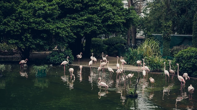 香港の真ん中にフラミンゴのある公園