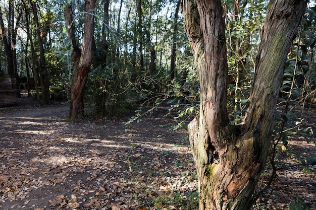 Park with ground covered with dry leaves