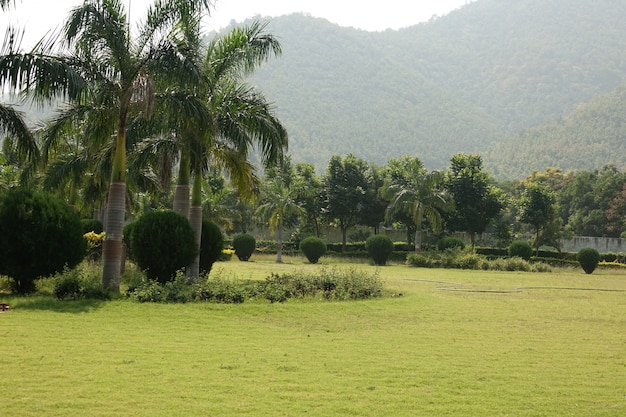 Park with palm trees