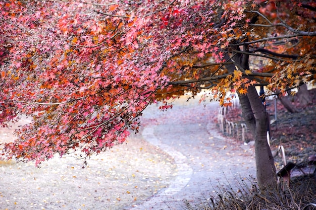 Parco con percorso e l'albero