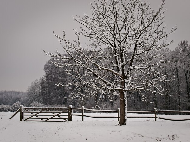 Park with snow