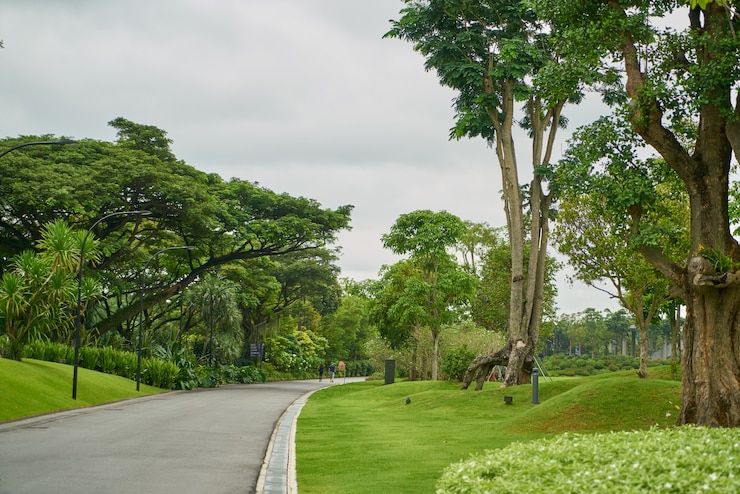 Free Photo park with trees at the sides of a road