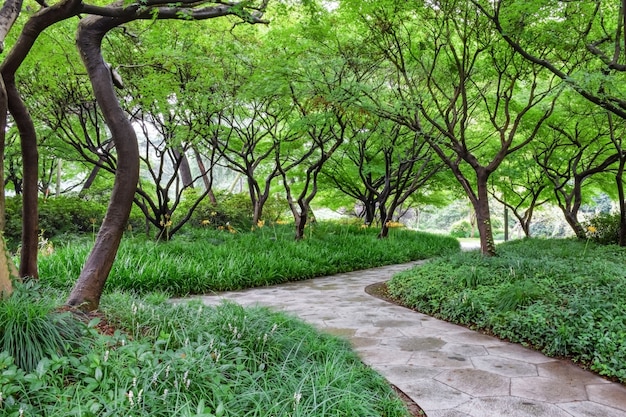 植物や石の経路と公園