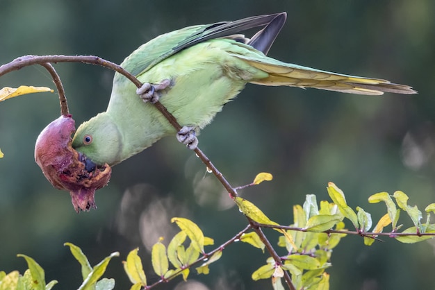 Parrot pecking a flower