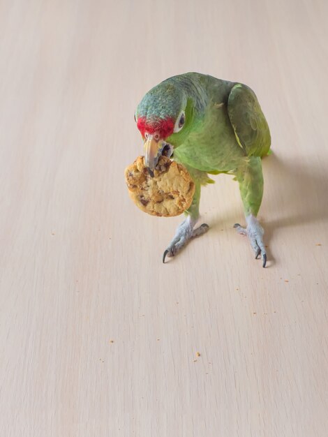 素敵なオウムが鳥の食べ物を食べています 美しい鳥 黄色のオウムの選択フォーカス プレミアム写真