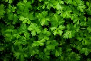 Free photo parsley herb from above