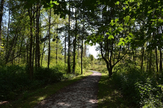 Partially shaded dirt path through tall trees in the countryside on a sunny day