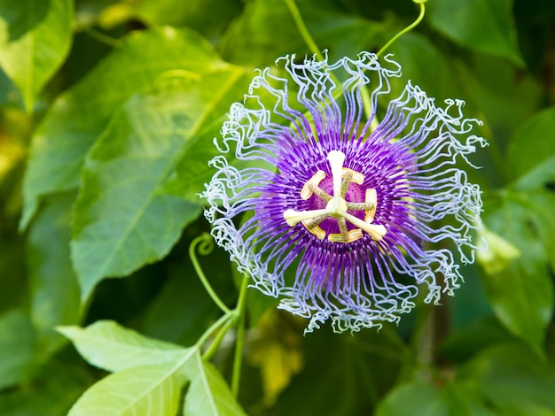 Passion flowers or passion vines (Passiflora edulis)