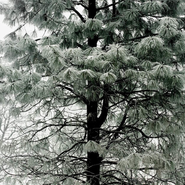 Albero verde pastello con rami innevati