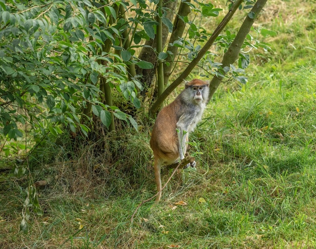 Free photo patas monkey in a tree