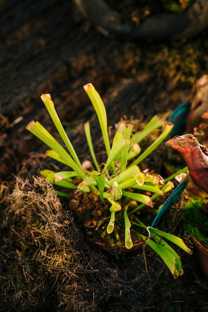 Patch of pitcher plant or trumpet pitchers