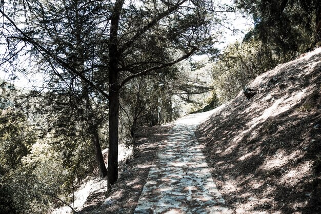 Path in forest on hill among trees in sunny day