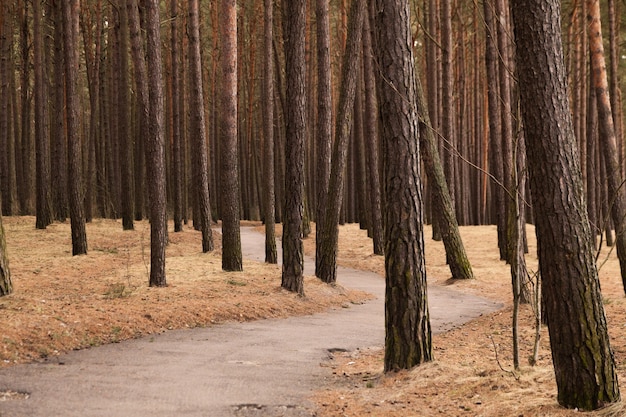 Path in forest