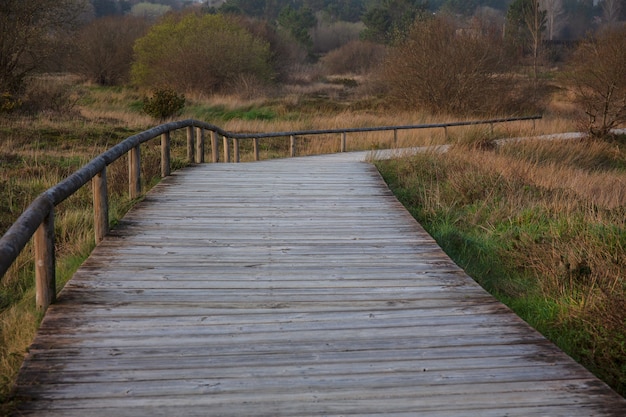 Free photo path into the woods