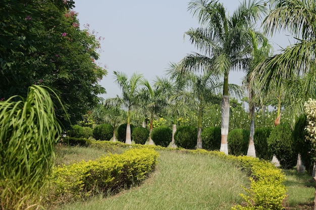 Free photo path of lawn with palm trees