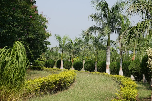 Path of lawn with palm trees