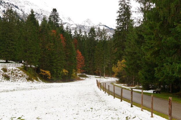 Path leading through winter forest in Allgeau Alps Germany