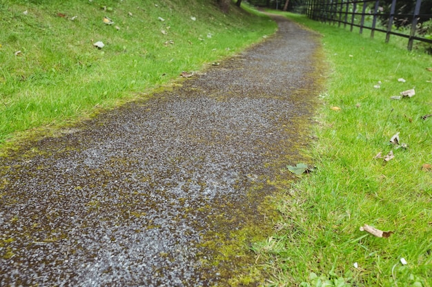 Path passing through grass