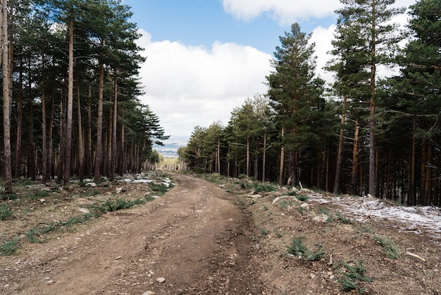 Path in a pine forest during daytime