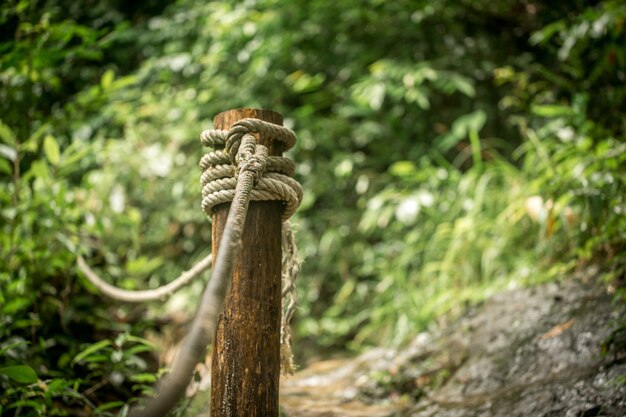 path in tropical forest close up