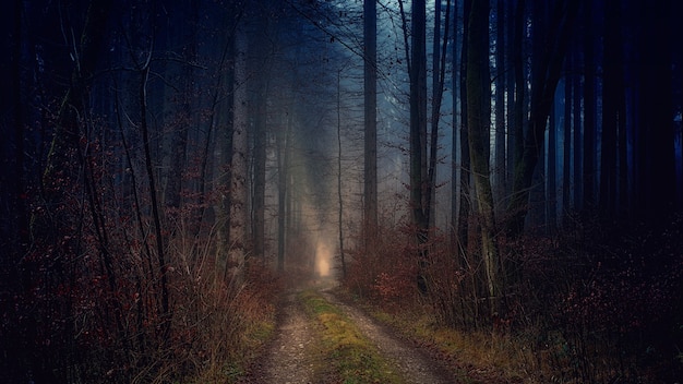 Pathway between bare trees during nighttime