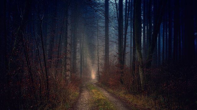 Pathway between bare trees during nighttime