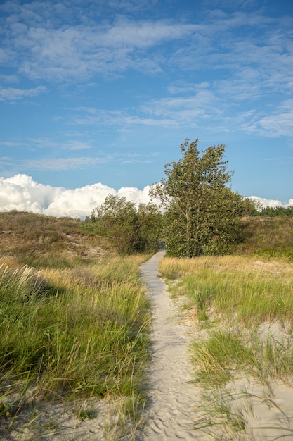 Pathway in a field covered in grass and trees under a cloudy sky and sunlight