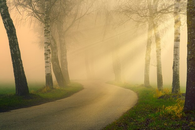 Pathway in foggy woods