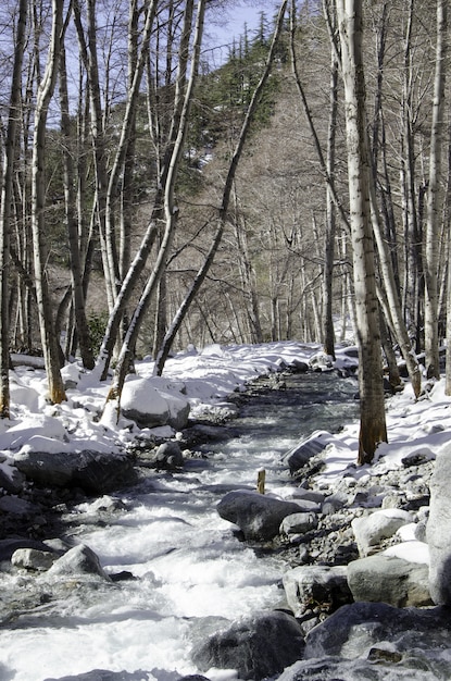 Pathway in a forest surrounded by stones and trees covered with the snow during daytime