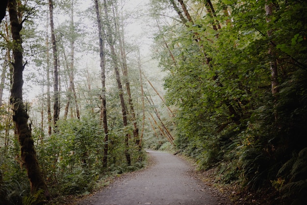 Pathway in a forest surrounded by trees and bushes under the sunlight