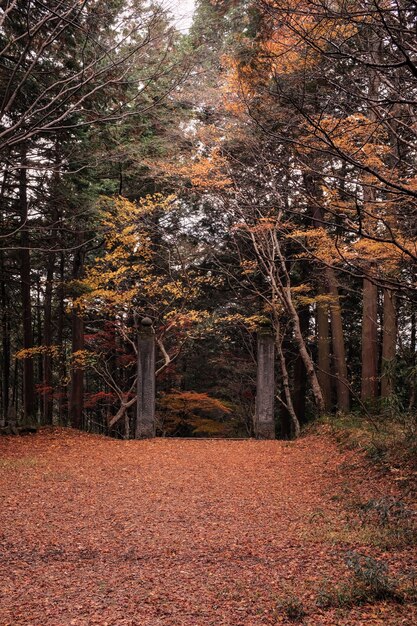 Тропа в лесу, окруженном деревьями, покрытыми разноцветными листьями осенью