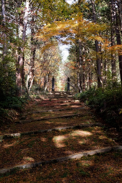 Free photo pathway in a forest surrounded by trees covered in colorful leaves in the autumn