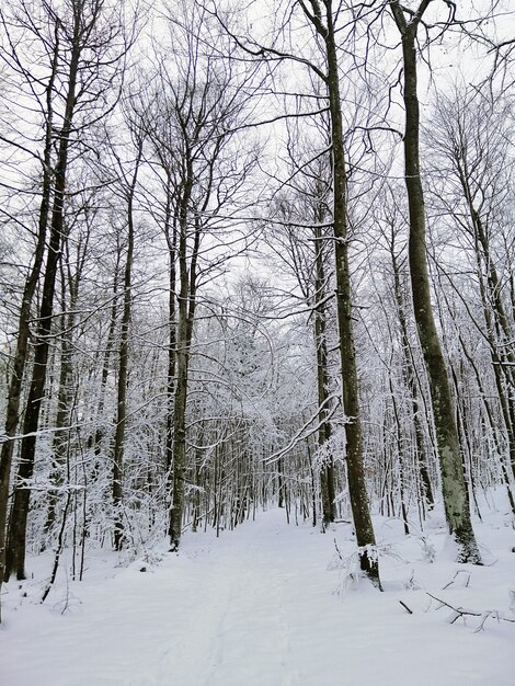 노르웨이 Larvik의 눈으로 덮인 나무로 둘러싸인 숲의 통로