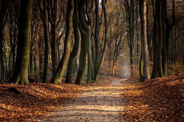 秋の木々や葉に囲まれた森の中の小道