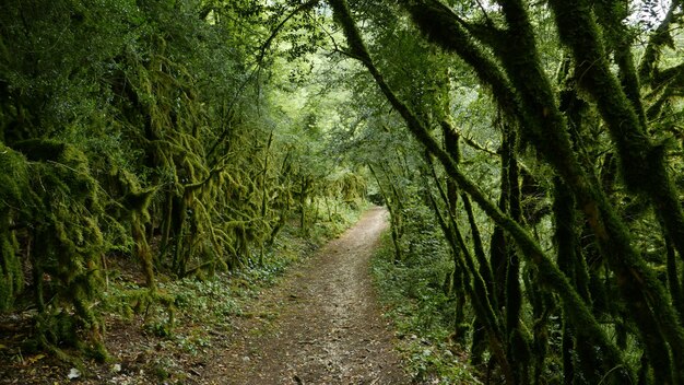 Pathway on the forest