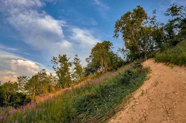 Free photo pathway on a hill covered by flowers and trees under the sunlight and a blue sky