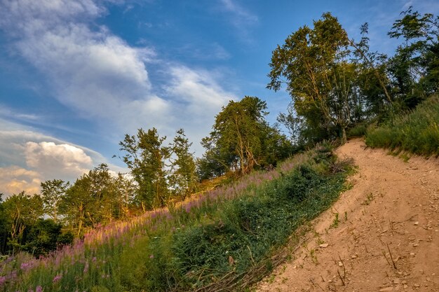 Pathway on a hill covered by flowers and trees under the sunlight and a blue sky